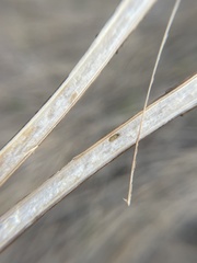 Antistrophus