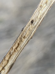 Antistrophus