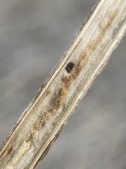 Antistrophus