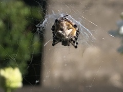 Araneidae