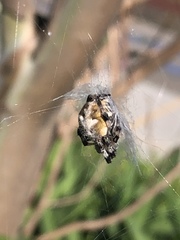Araneidae