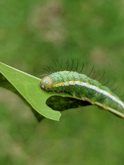 Acronicta psorallina