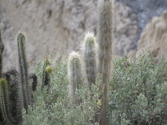 Oreocereus