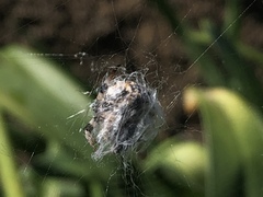 Araneidae