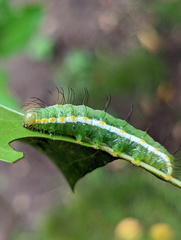 Acronicta psorallina