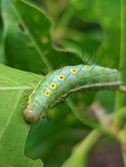 Acronicta psorallina