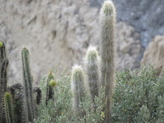 Oreocereus