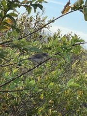 Mimus graysoni