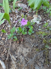 Phlox stolonifera