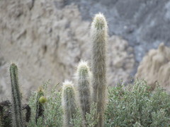 Oreocereus