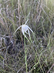 Rhynchospora latifolia