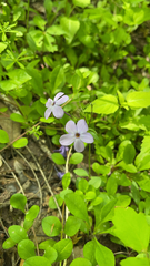 Phlox stolonifera