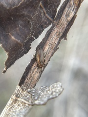 Microrhopala