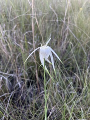 Rhynchospora latifolia