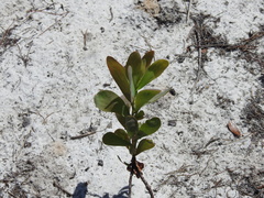 Polygonella macrophylla