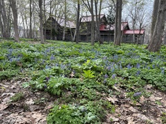 Corydalis fumariifolia azurea