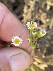 Erigeron socorrensis
