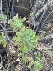 Erigeron socorrensis