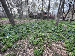 Corydalis fumariifolia azurea