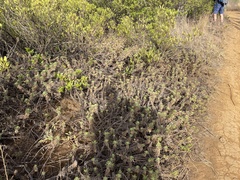 Erigeron socorrensis