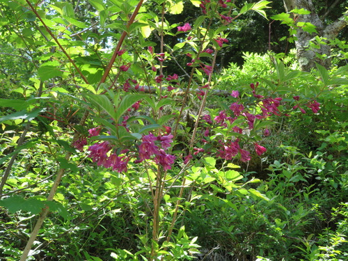 Weigela floribunda, photograph 1