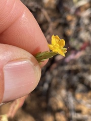 Hypericum eastwoodianum