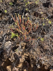 Hypericum eastwoodianum