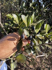 Sideroxylon socorrense