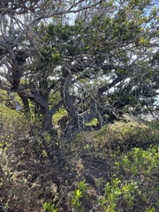 Sideroxylon socorrense