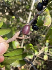 Sideroxylon socorrense