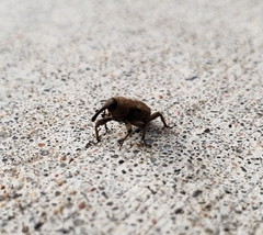 Sphenophorus callosus
