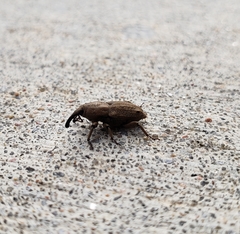 Sphenophorus callosus
