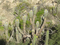 Oreocereus pseudofossulatus