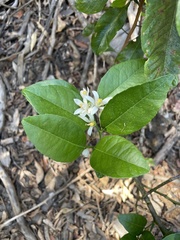 Citrus × aurantiifolia