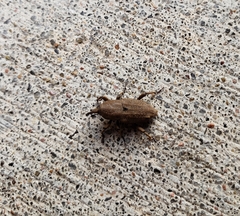 Sphenophorus callosus