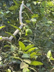 Citrus × aurantiifolia