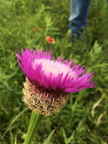 American basketflower