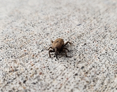 Sphenophorus callosus