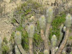 Oreocereus pseudofossulatus