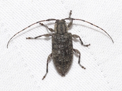 Astylopsis