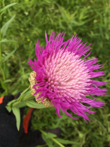 American basketflower