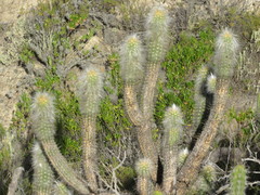 Oreocereus pseudofossulatus