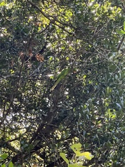 Psittacara brevipes