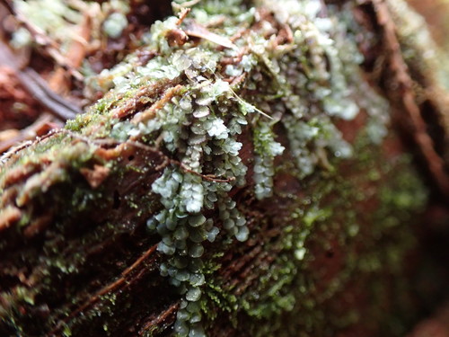 Image of Calypogeia azurea by no rights reserved
