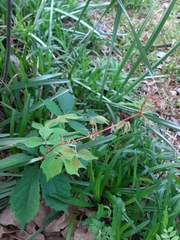 Parthenocissus quinquefolia