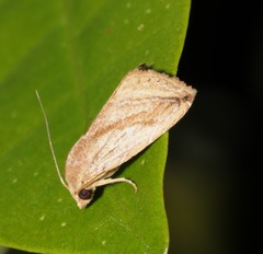 Rivula striatura