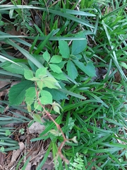 Parthenocissus quinquefolia