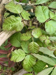 Toxicodendron diversilobum