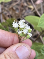 Ageratina pichinchensis