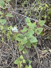 Ageratina pichinchensis